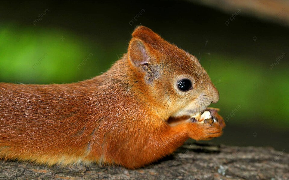 can squirrels eat chocolate