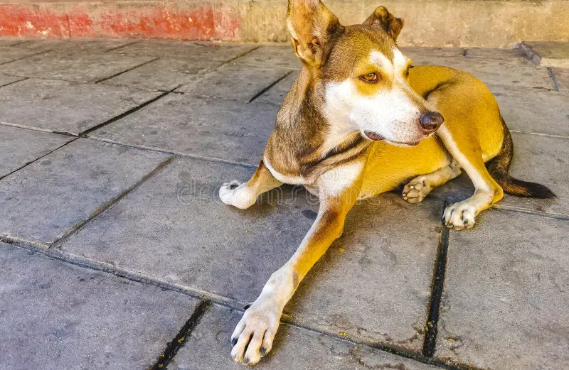 mexico street dog
