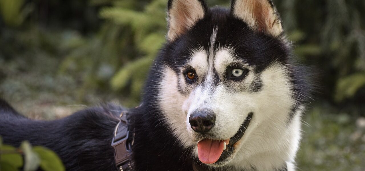 How Long Do Huskies Live