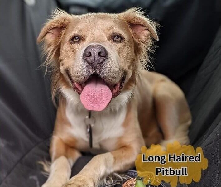 Long Haired Pitbull
