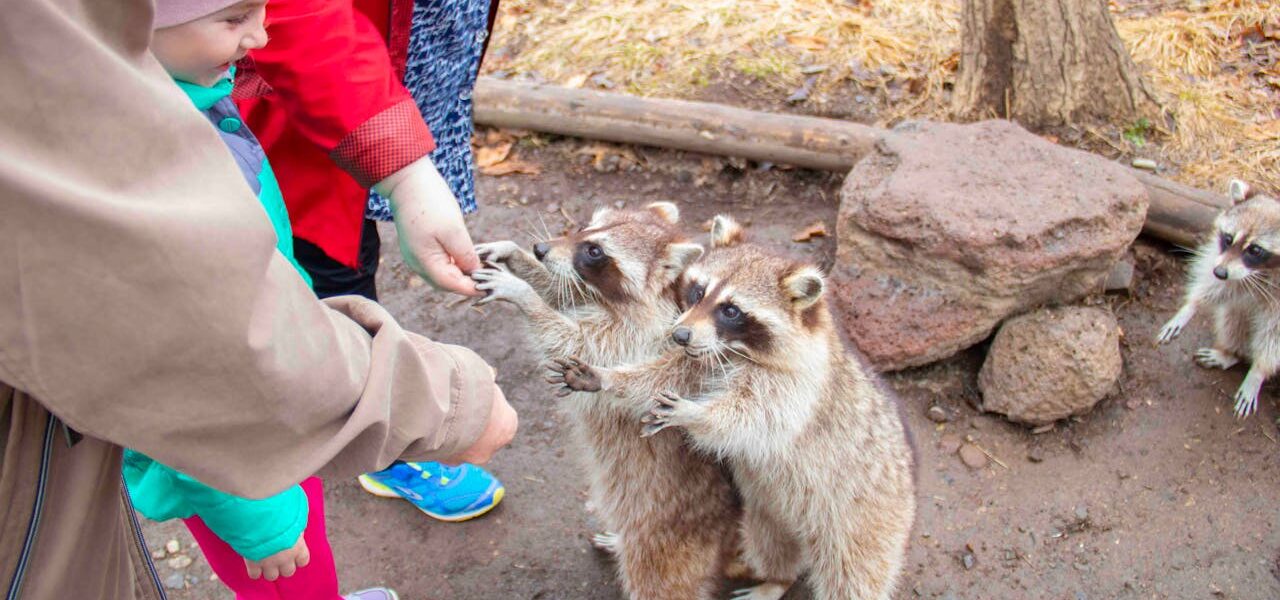 How Long Do Raccoons Live