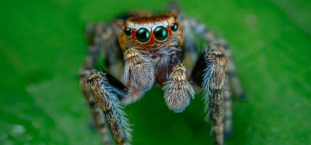 How Long Do Jumping Spiders Live