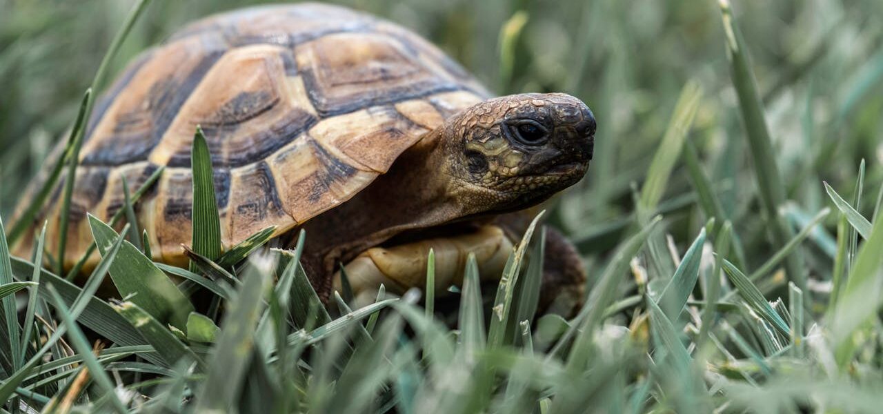 How Long Do Tortoises Live