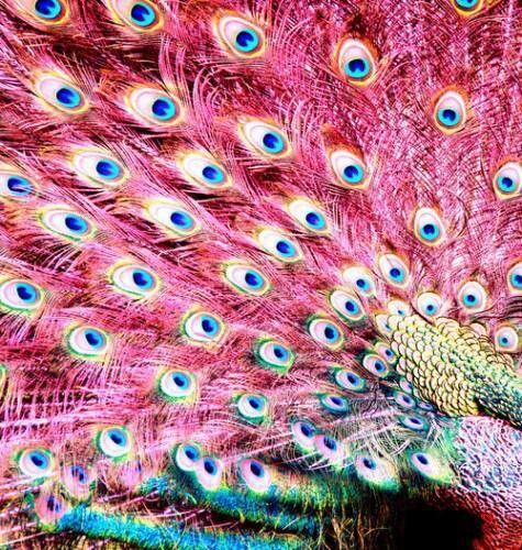 Pink Colour Peacock