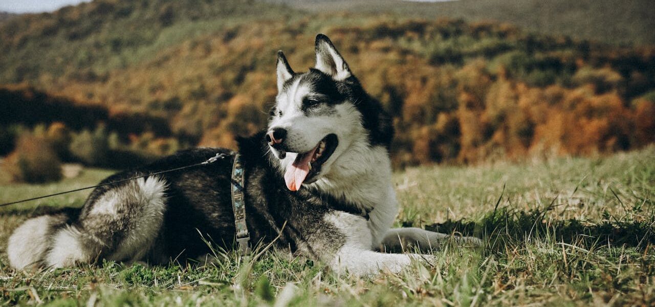 Coyote Husky Mix