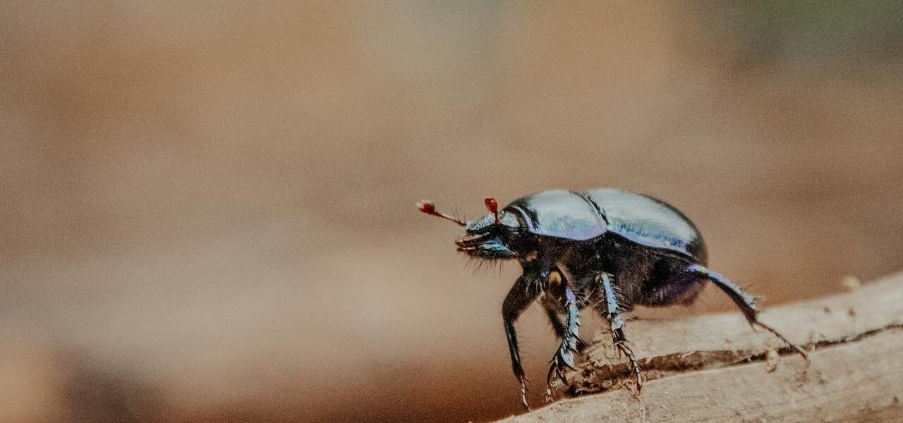 Tiny Black Bugs Look Like Poppy Seeds