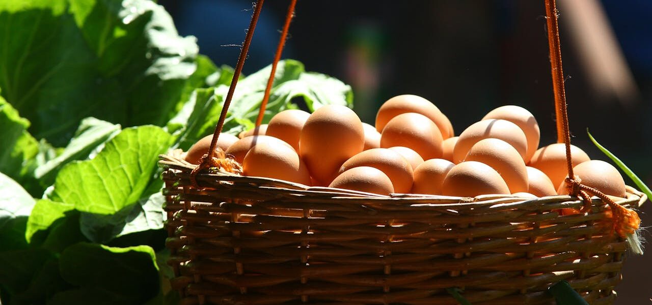 Pullet Eggs