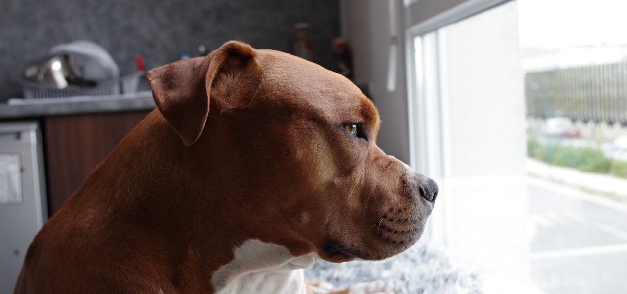 Cane Corso Mix Pitbull